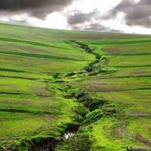 Paisagem Verdejante