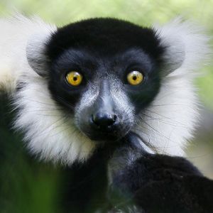 Lêmur com Olhos Impressionantes