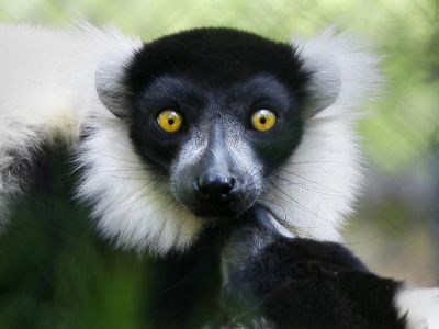 Lêmur com Olhos Impressionantes
