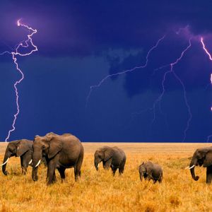 Elefantes na Tempestade