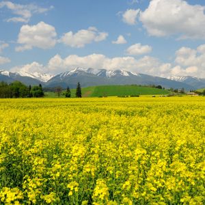 Campo de Flores Amarelas com Montanhas