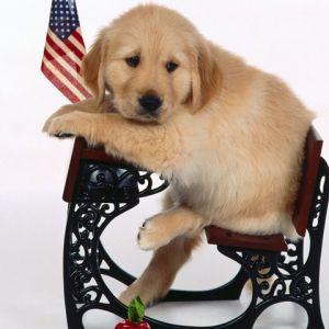 Filhote de Golden Retriever Fofo