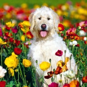 Cachorro fofo em campo de flores