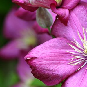 Flor Rosa Vibrante