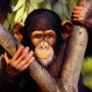 Chimpanzé fofo na árvore