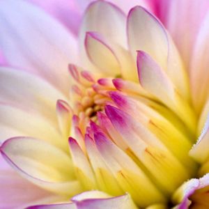 Linda Flor Rosa