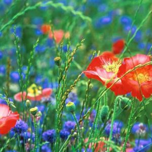 Campo de Flores Silvestres Vibrantes