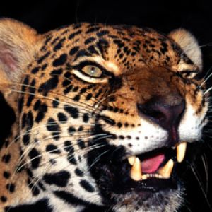 Close-Up de Leopardo Majestoso