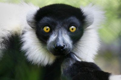 Lêmur com Olhos Impressionantes