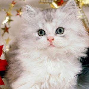 Gatinho de Natal Fofo