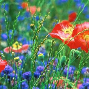 Campo de Flores Vibrantes