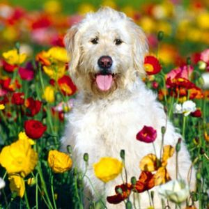 Cão Feliz em Campo de Flores