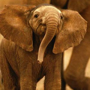 Bebê Elefante Fofo