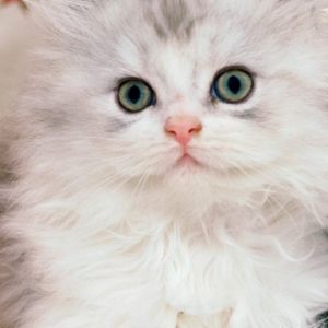 Gatinho branco e fofinho