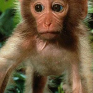 Macaco Fofo na Natureza