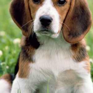 Adorável Filhote de Beagle