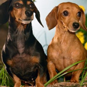 Dachshunds Fofos na Natureza