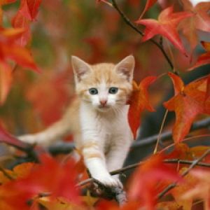 Gatinho Fofo entre Folhas de Outono