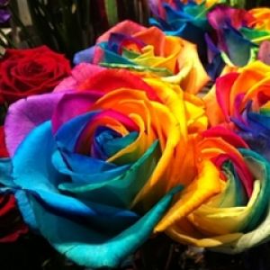Rosas Coloridas Arco-Íris