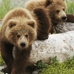 Filhotes de Urso Pardo Adoráveis