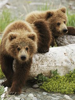 Filhotes de Urso Pardo Adoráveis