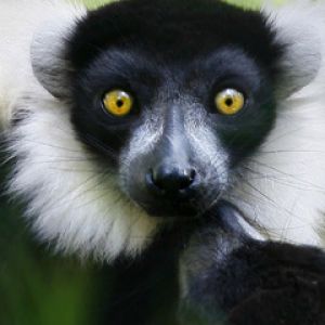 Lêmur com Olhos Impressionantes