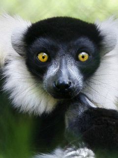 Lêmur com Olhos Impressionantes