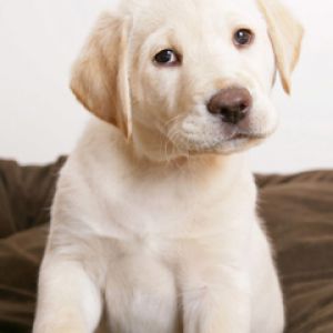 Filhote de Labrador Fofo