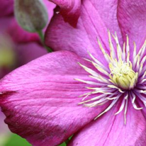 Flor Roxa Vibrante