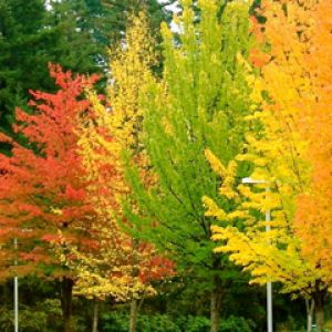 Árvores de Outono em Cores Vibrantes