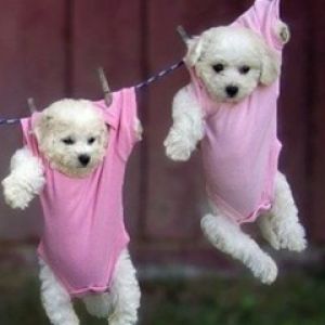 Filhotes Fofos Pendurados em Roupas
