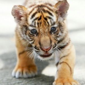 Filhote de Tigre Fofo