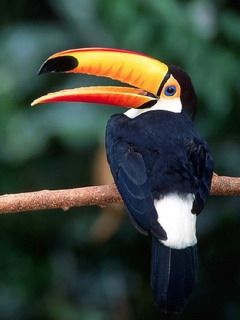 Tucano Colorido