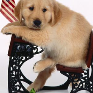 Filhote de Golden Retriever Fofo