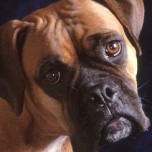 Retrato de Boxer