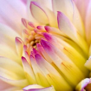 Linda Flor em Close-Up