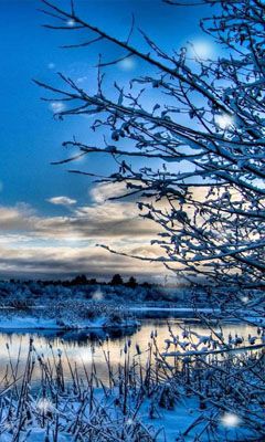Paisagem de Inverno com Árvores Cobertas de Neve