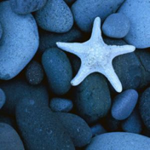 Estrela do Mar em Pedras