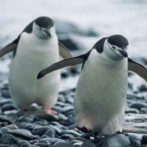 Pinguins Encantadores Caminhando