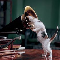 Gato Curioso com Gramofone