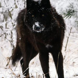 Lobo Negro Majestoso na Neve