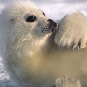 Foca Bebê Fofa
