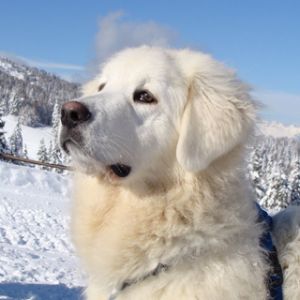 Cão Branco Majestoso na Neve