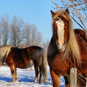 Cavalos Majestosos no Inverno