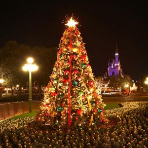 Árvore de Natal à Noite