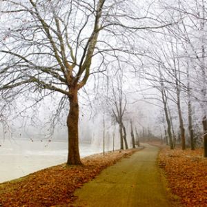 Caminho Invernoso Nebuloso