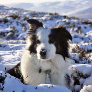 Border Collie na neve
