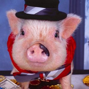 Porquinho Engraçado com Cartola
