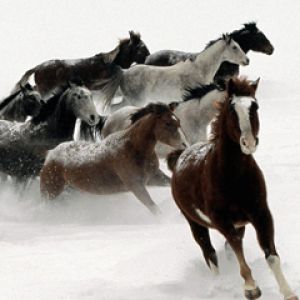 Cavalos Correndo na Neve
