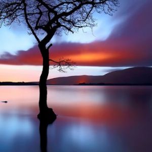 Reflexo de Árvore no Pôr do Sol Sereno
